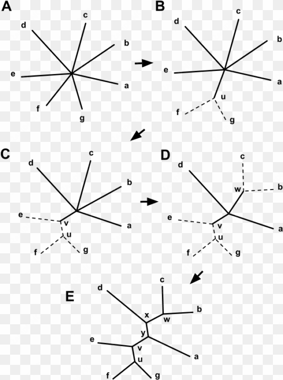 neighbor-joining 7 taxa start to finish - triangle