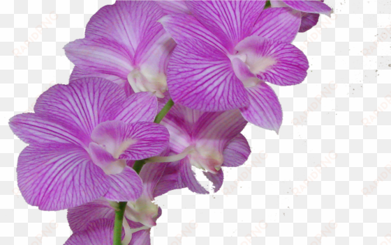 new 138 purple flower crown png - flor morado png