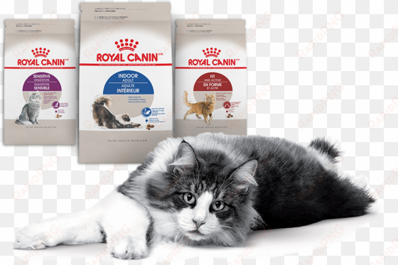 nielsen through scantrack service for the cat food - royal canin feline health nutrition indoor adult dry