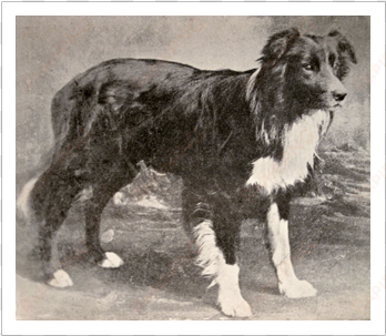 old hemp, the first border collie - first border collie