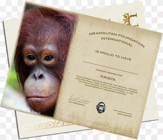 orangutan foundation international