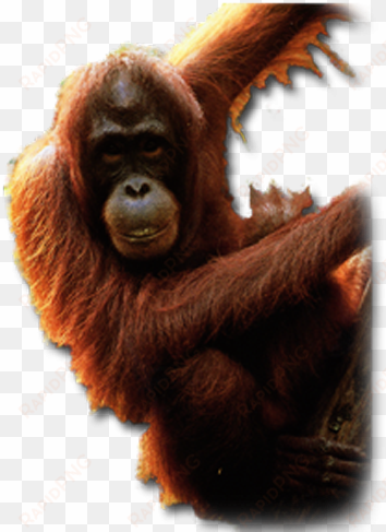 orangutan males have evolved a unique strategy for - orangutan png