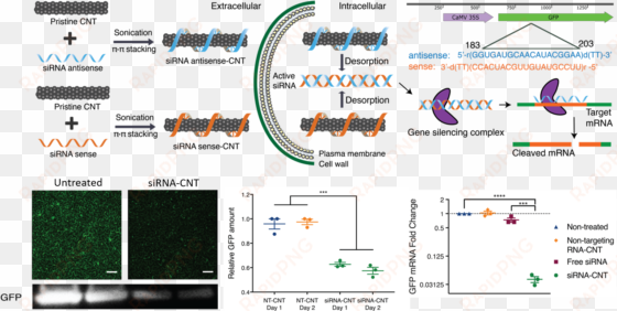 our work provides a tool for species-independent, targeted, - small interfering rna