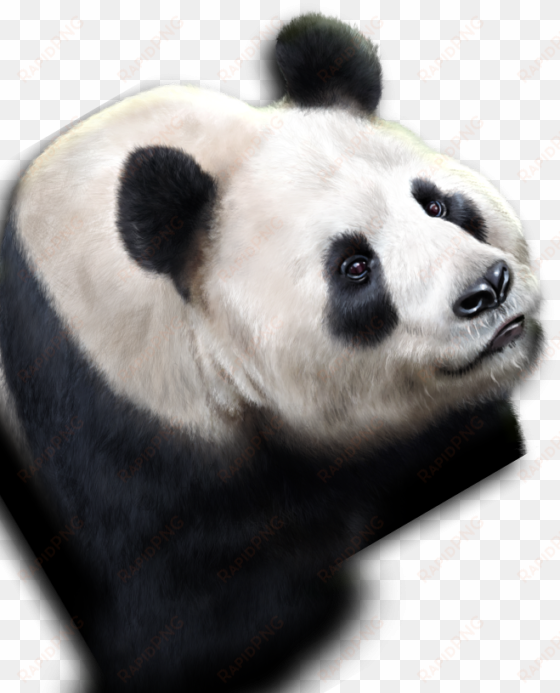 pandas - panda