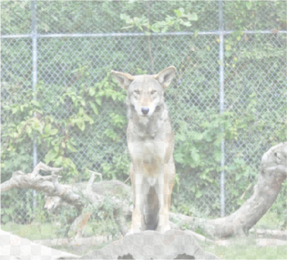 picture - ) - red wolf