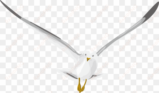 pigeon png - typical pigeons