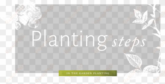 planting - rose