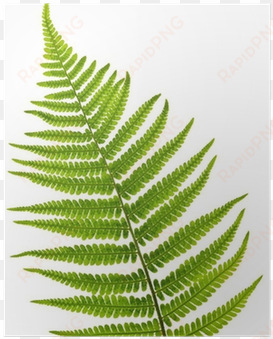 plastic fern leaf nz