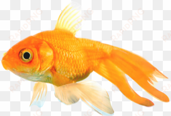 png peces - imagenes png de peces