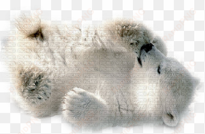 polar bear cub - baby polar bear greeting cards