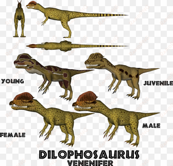 posted image - dilophosaurus male and female