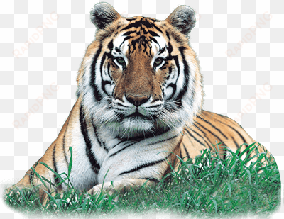 print the bengal tiger character card - little and large sticker activity book: animals [book]