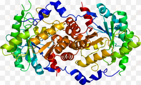 protein alad pdb 1e51