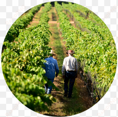 real texas wine tasting 5pm ldc - cash crop
