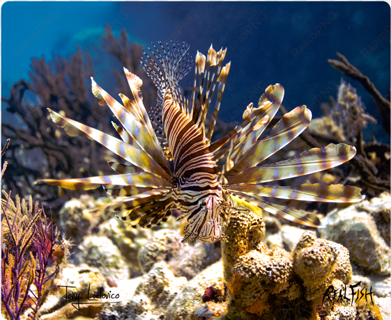 realfish h20 series - lionfish