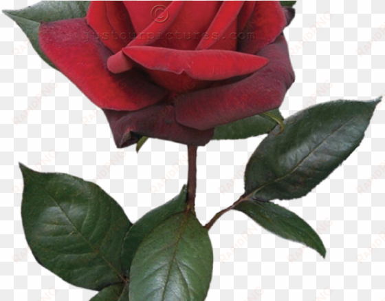 red flower clipart long stem rose - single red rose bud