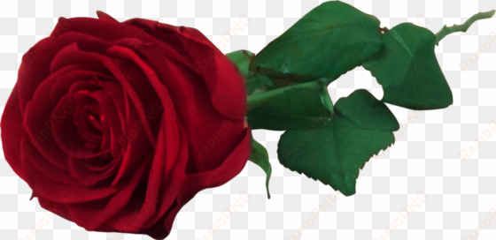 red rose flower free png transparent images free download - red rose png