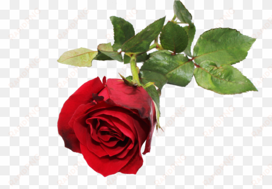 red rose flower - rose