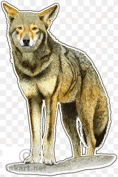 red wolf decal - canidae family