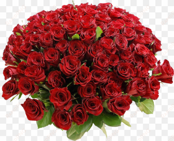 related wallpapers - buquê de rosas vermelhas