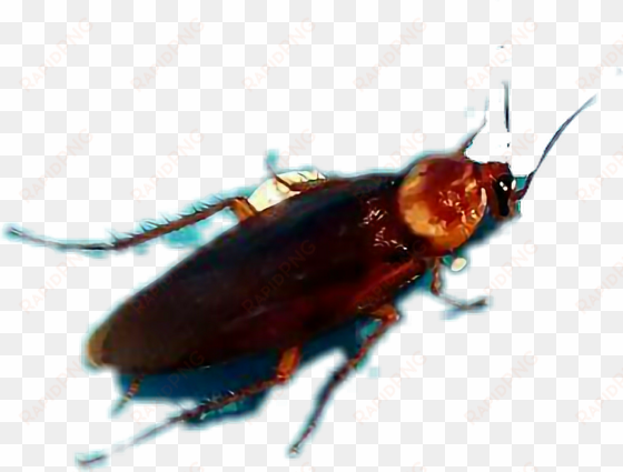 report abuse - leaf beetle