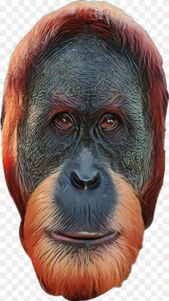 report abuse - monkey