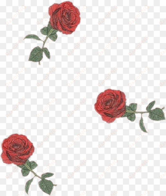 roses rosa flor flower drawingflowers tumblr aesthetic - wallpaper