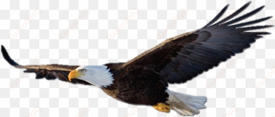 school logo - eagle png