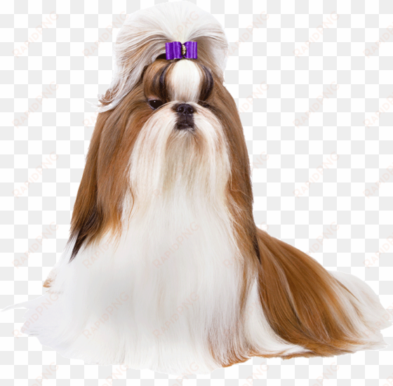 shih tzu - shitizu png