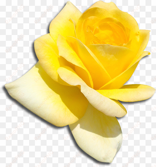 sigma gamma rho - sigma gamma rho png
