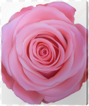 single pink rose top view illustration canvas print - pink rose top view