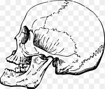 skull computer icons human skeleton bone finger - png side view skull