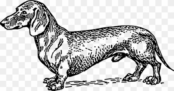 small dog pet short fur dachshund breed do - wiener dog line art