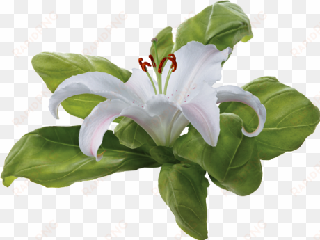 small flowers and large as for separators found on - Лилия Белая Пнг