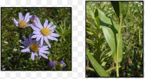 smooth blue aster - leaf
