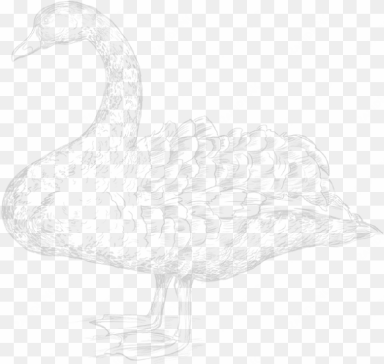 stay informed - the black swan