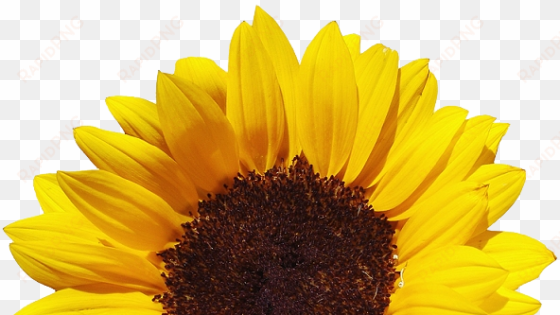 stoney bologna - clear background sunflower png