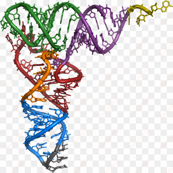 structural analysis of key intermediary between genetic - structural features of yeast phenylalanine trna