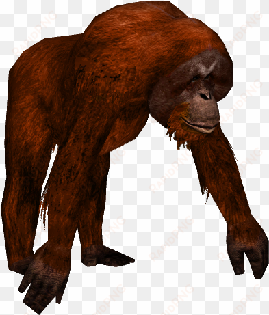 sumatran orangutan - brainoid zt2