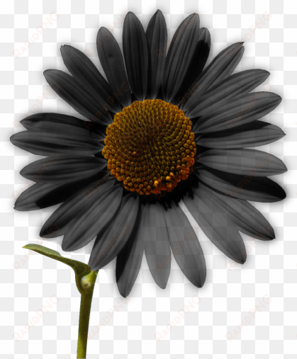sunflower png tumblr - invisibobble 'power' hair ring