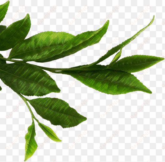 tea leaves png download - green tea leaf tea png