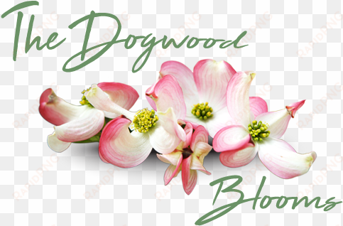the dogwood blooms - pink dogwood flower png