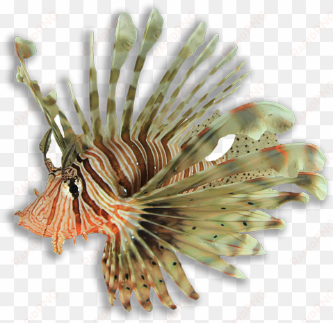 the lionfish invasion of the atlantic ocean - lionfish