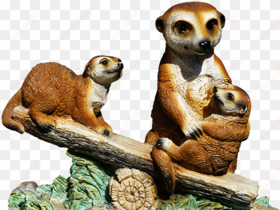 the meerkat or suricate is a small carnivoran belonging - surikat transpaarent