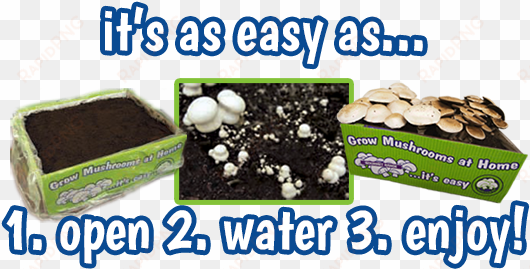 the mushroom compost has already been prepared and - plant mushroom at home