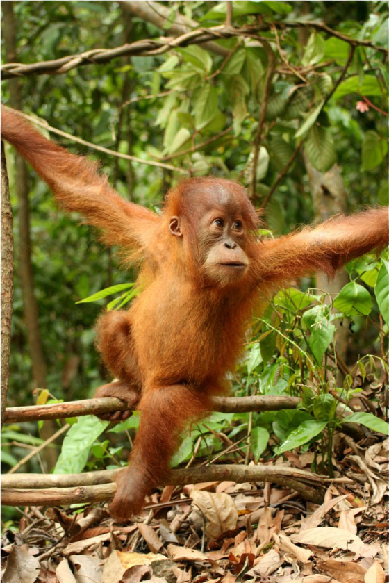 this young sumatran orangutan lives in indonesia's - orangutan baby in the wild