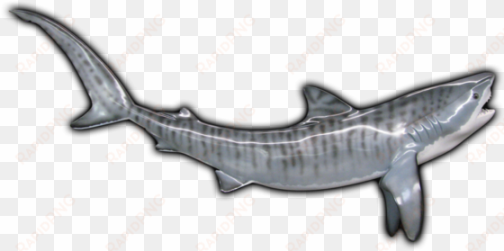 tiger shark fish mount - pacific sturgeon