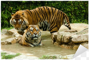tigre, buenos aires
