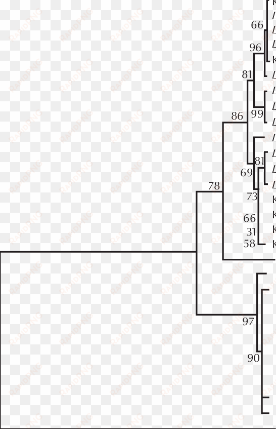 transcribed spacer 1 region of the ribosomal rna gene - diagram