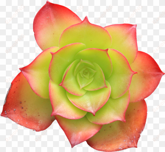 transparent pixel plants tumblr - succulent png no background